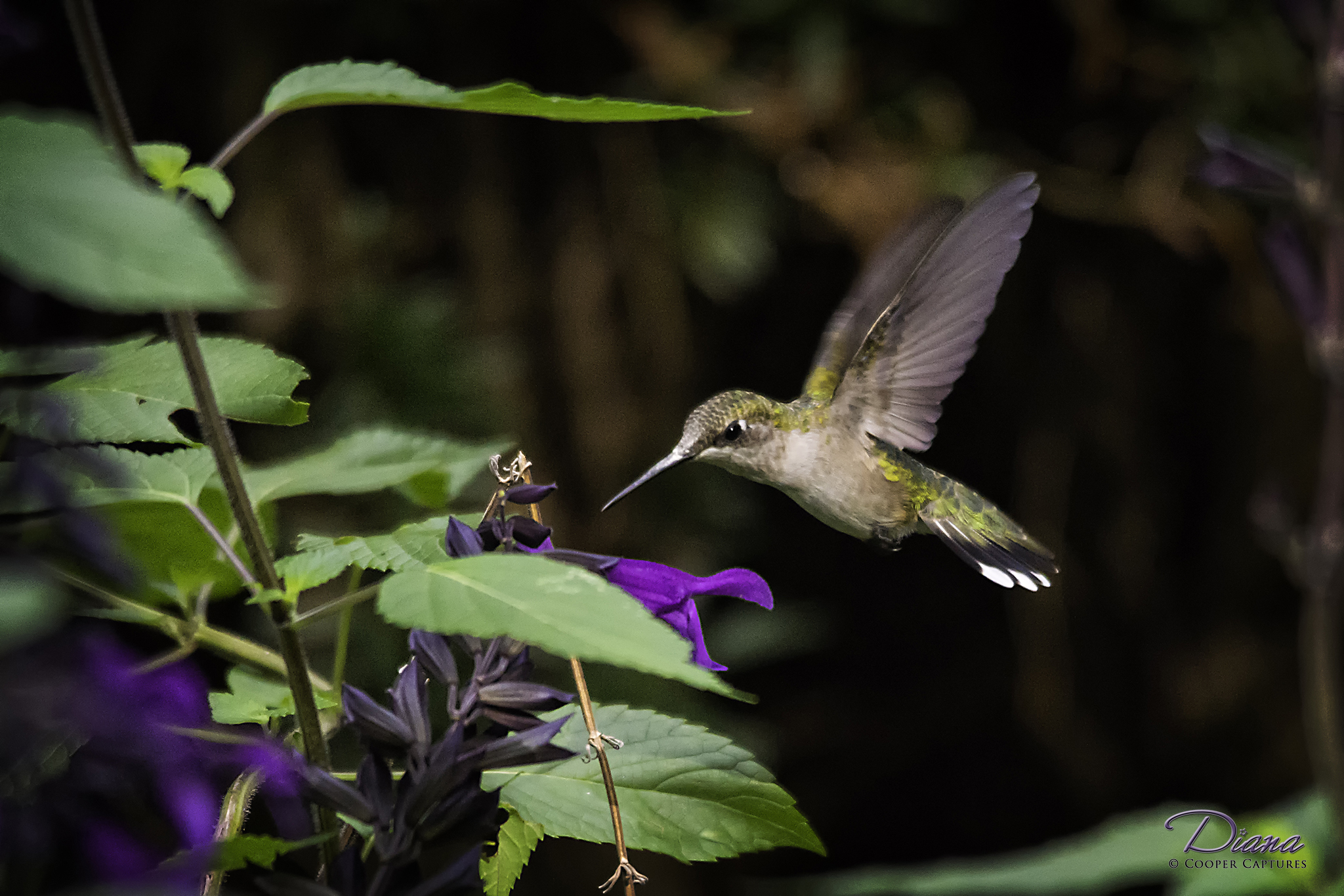 Hummingbird Cooper Captures